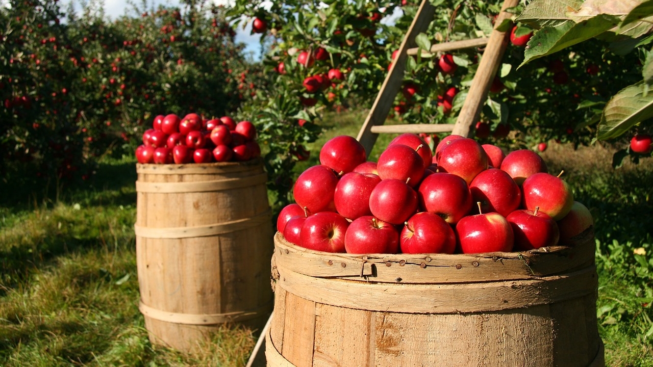 Farms & Agri-Business